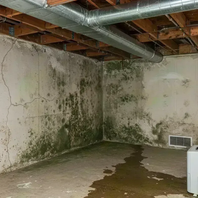 Professional Mold Removal in Forest Park, IL